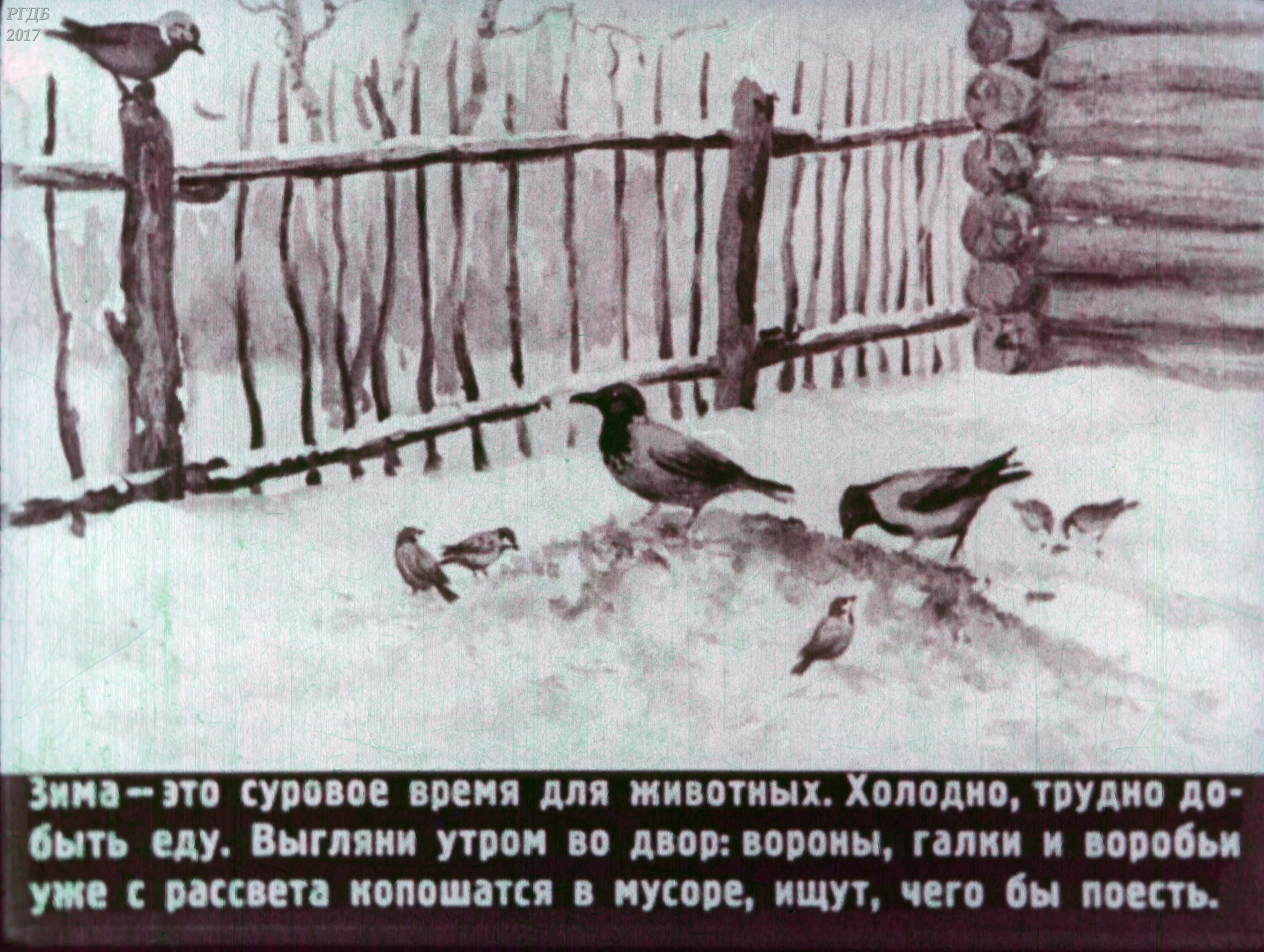 Жизнь животных зимой скребицкий рассказ. Жизнь животных зимой скребицкий рассказ. Скребицкий кто как зимует. Скребицкий диафильм. Скребицкий.