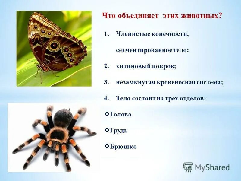 Хитиновый покров членистоногих выполняет функции. Хитиновый покров членистоногих выполняет функции