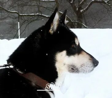 Собака 18