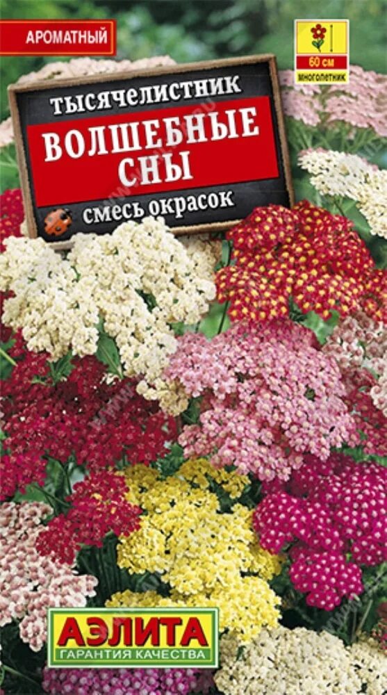 Тысячелистник обыкновенный цветок. Сон тысячелистник. Тысячелистник. Сон тысячелистник. Тысячелистник растение.