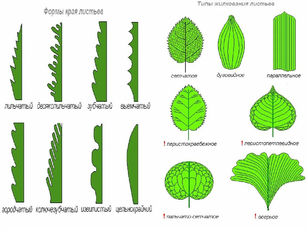 Линейная форма листьев. Типы жилкования листовой пластинки. Тип,жилкование,форма,,край листа. Формы листовых пластинок, края,жилкование. Типы жилкования листовой пластинки листовой.