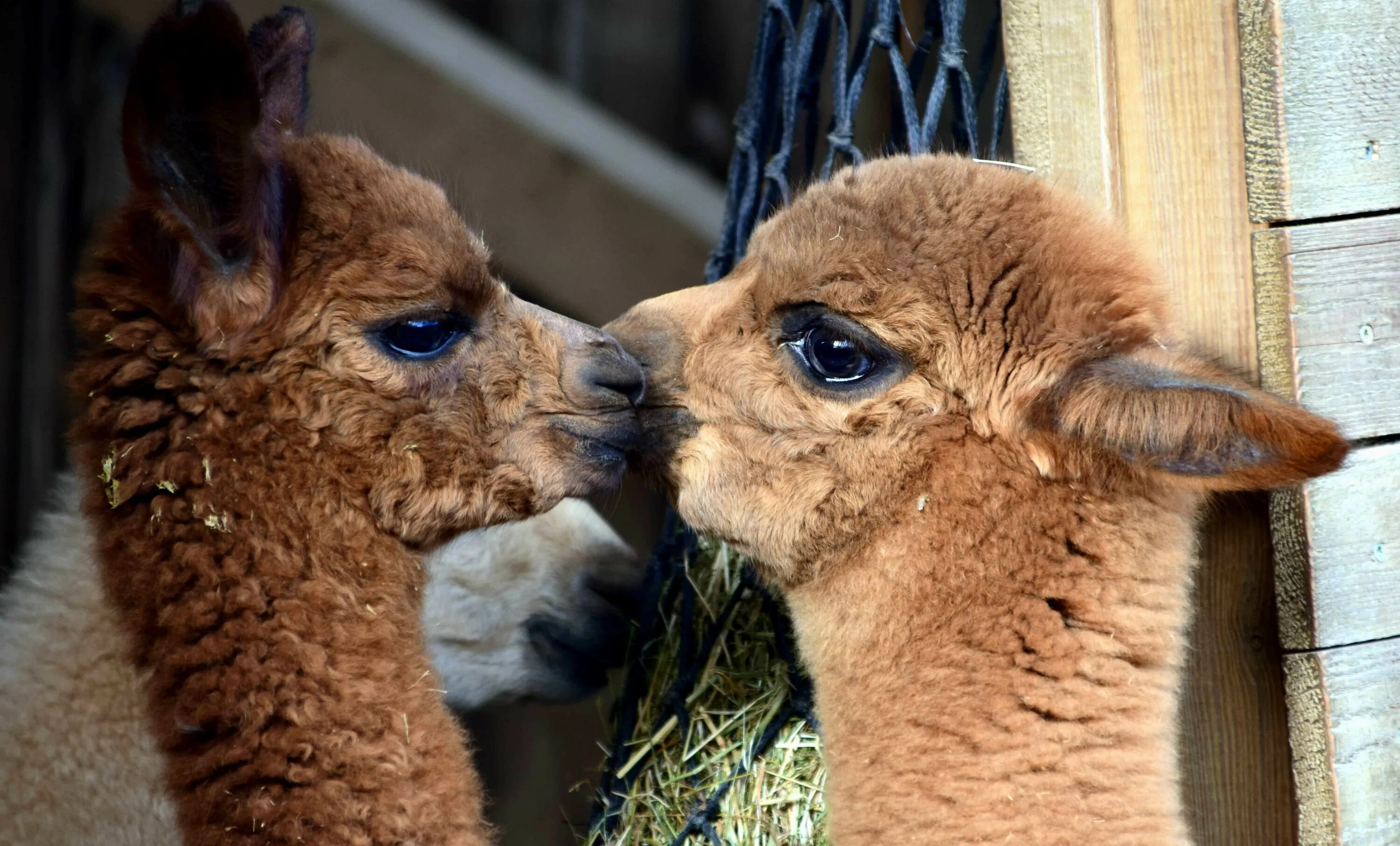 Детеныш ламы. Альпака сури. Детеныш ламы. Маленькая лама альпака. Детеныш ламы.