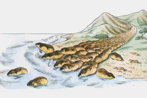 Численность куропаток и численность леммингов