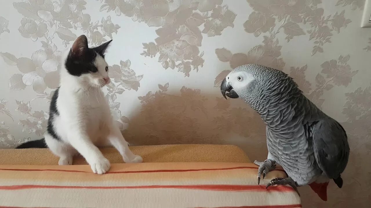 Говорящие попугаи говорящие коты