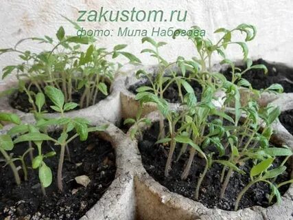 Йод для перцев