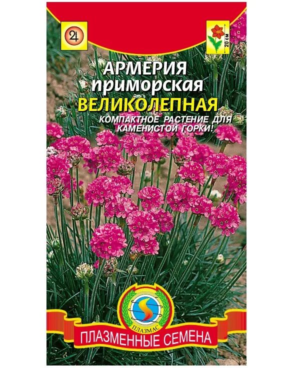 Фотографии и уход за ростками армерии Натуралист Фотогалерея природы на dia-logi