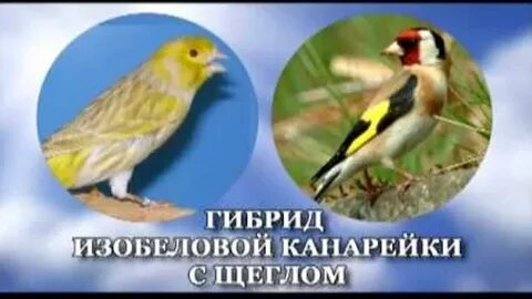 Выполните поиск по словам канарейки и щеглы
