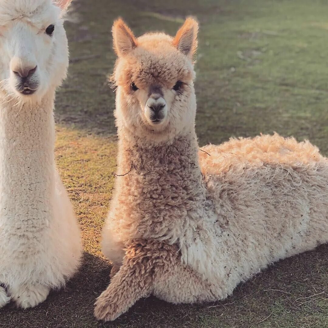 Лама и альпака. Альпака Сури. Llama2