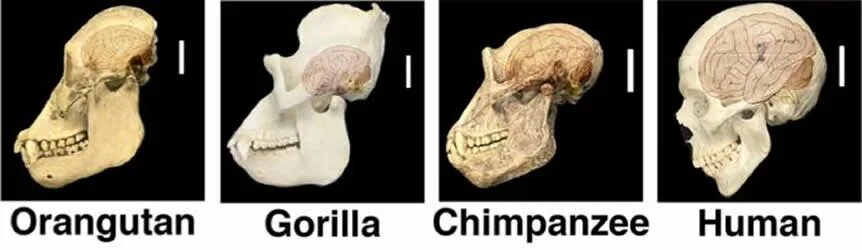 Мозг гориллы и человека. Объем мозга гориллы. Размер мозга гориллы и человека.