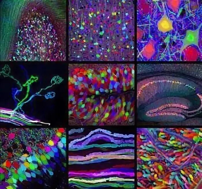 In greater details. Brainbow. Что-то разноцветное микроскопическая. Ни Brainbow hex. Живет в мозгу микроскопический.