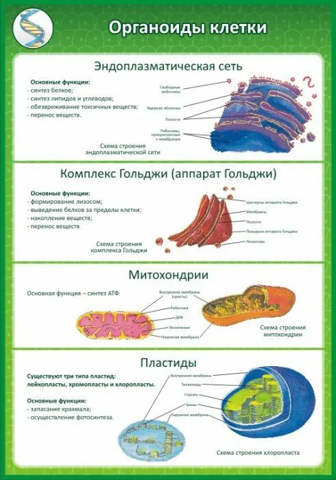 Переваривает органоиды клетки. Органоиды клетки профильный уровень. клетка органоиды клетки. основные органоиды клетки. строение органоидов клетки.