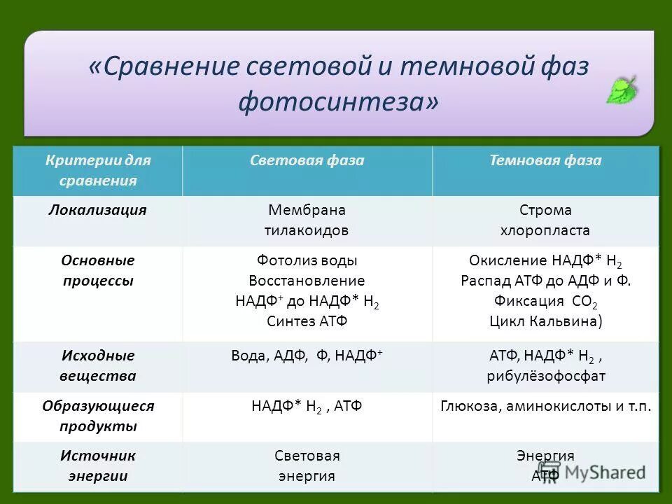 Темновая реакция. Фотосинтез световая фаза и темновая фаза таблица. Процессы световой и Темновой фаз фотосинтеза. Темновая фаза фотосинтеза таблица. Световая и темновая фаза процессы.