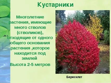 Как называются разные кусты