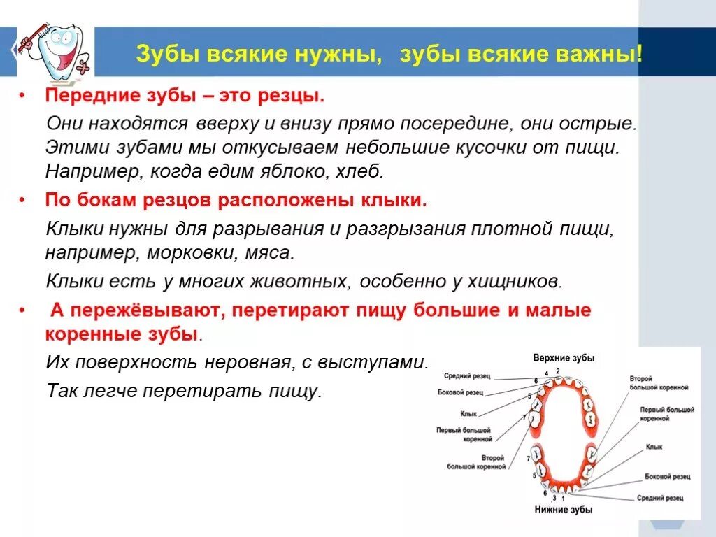 Зубы информация. Зачем нужны зубы. Информация о зубах человека. Зубы что это такое и зачем они нужны?. Зубы болят и сверху и снизу