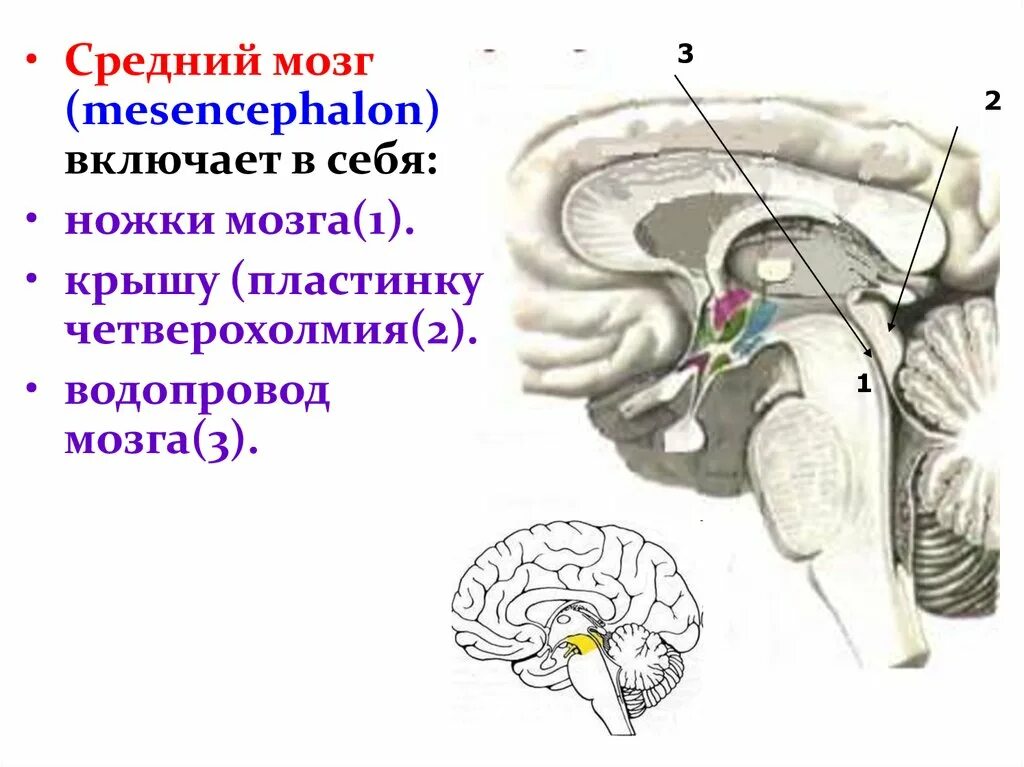 Пластинка четверохолмия состоит из промежуточный мозг. Функции пластинки крыши среднего мозга. Средний мозг пластинка четверохолмия. Крыша среднего мозга (пластинка четверохолмия).