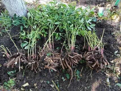 Куст пиона осенью