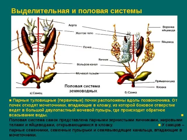 Земноводные репродуктивная система. Строение половой системы лягушки. Выделительная система земноводных лягушки. Выделительная система амфибий схема. Назовите органы размножения