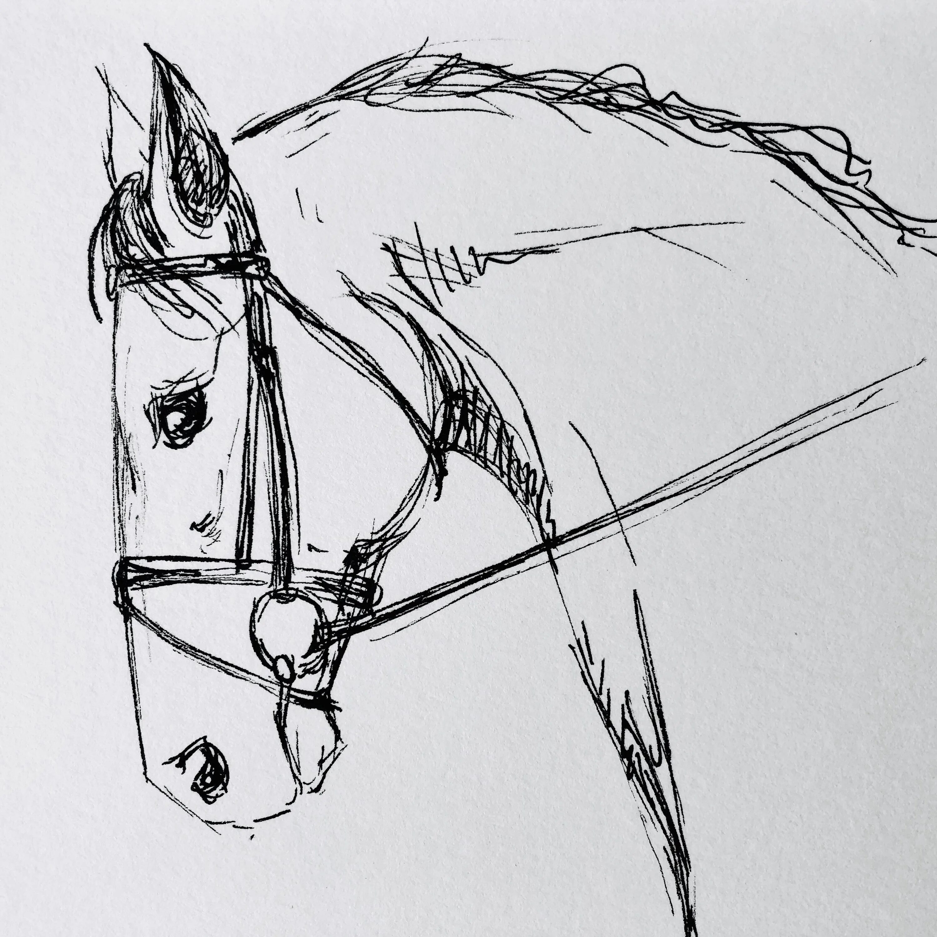 Карандашный набросок 5 букв сканворд. Лошадь рисунок. Лошадь скетч. Наброски лошадей. Картинки лошадей для срисовки.