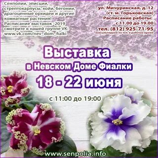 Выставки фиалок в спб в 2024 году