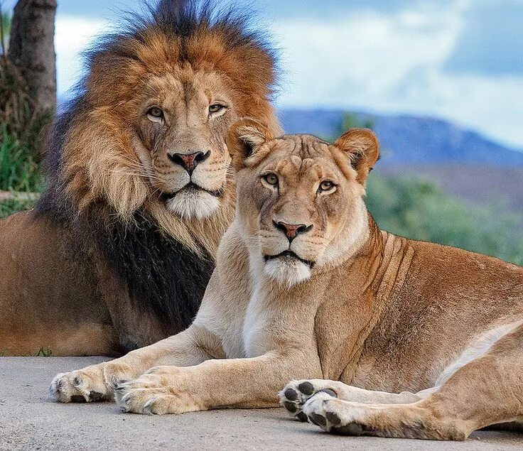 Лев и львица фото в хорошем качестве CECIL THE LION An Agent of Change Big Cat Rescue Lion love, Lion couple, Anima