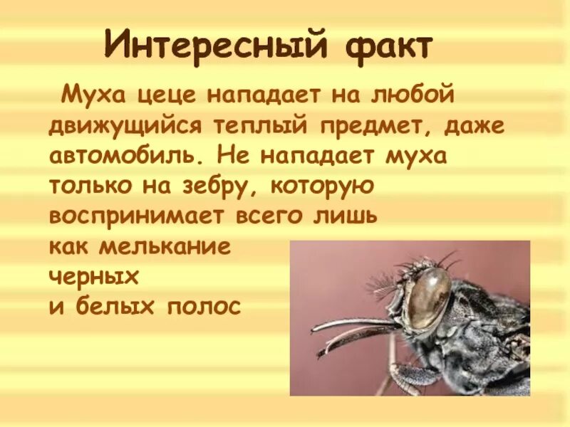 Нет зверя сильнее мухи старый бог сынище. Нет зверя сильнее мухи старый бог сынище