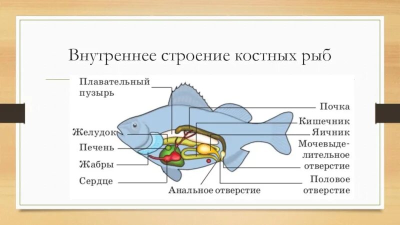 Пищеварительная система класса рыб. Схема строения костной рыбы. Внутреннее строение костной рыбы схема. Внутреннее строение костистой рыбы. Класс костные рыбы. Внутреннее строение рыб.