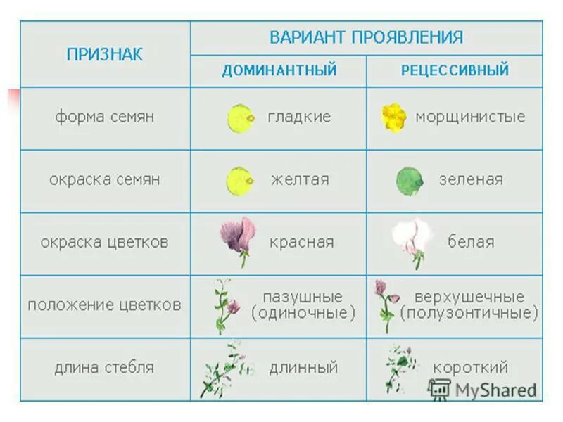 какой признак у обоих растений. способы распространения семян покрытосеменных растений. растения 3 класс. споровые растения низшие высшие схема. отделы растений в биологии схема.