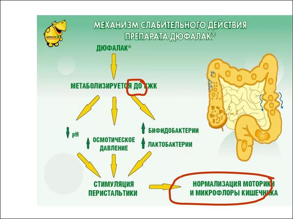 Механизм действия слабительных средств. Слабительное механизм действия. Слабительные по механизму действия. Солевые слабительные препараты механизм действия. Действие растительных слабительных