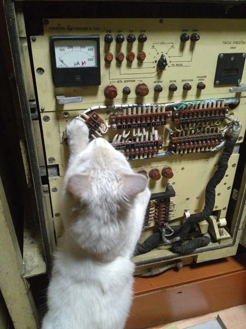 Кот на заводе мем. Котик на заводе. кот работяга на заводе. кот работяга мем.