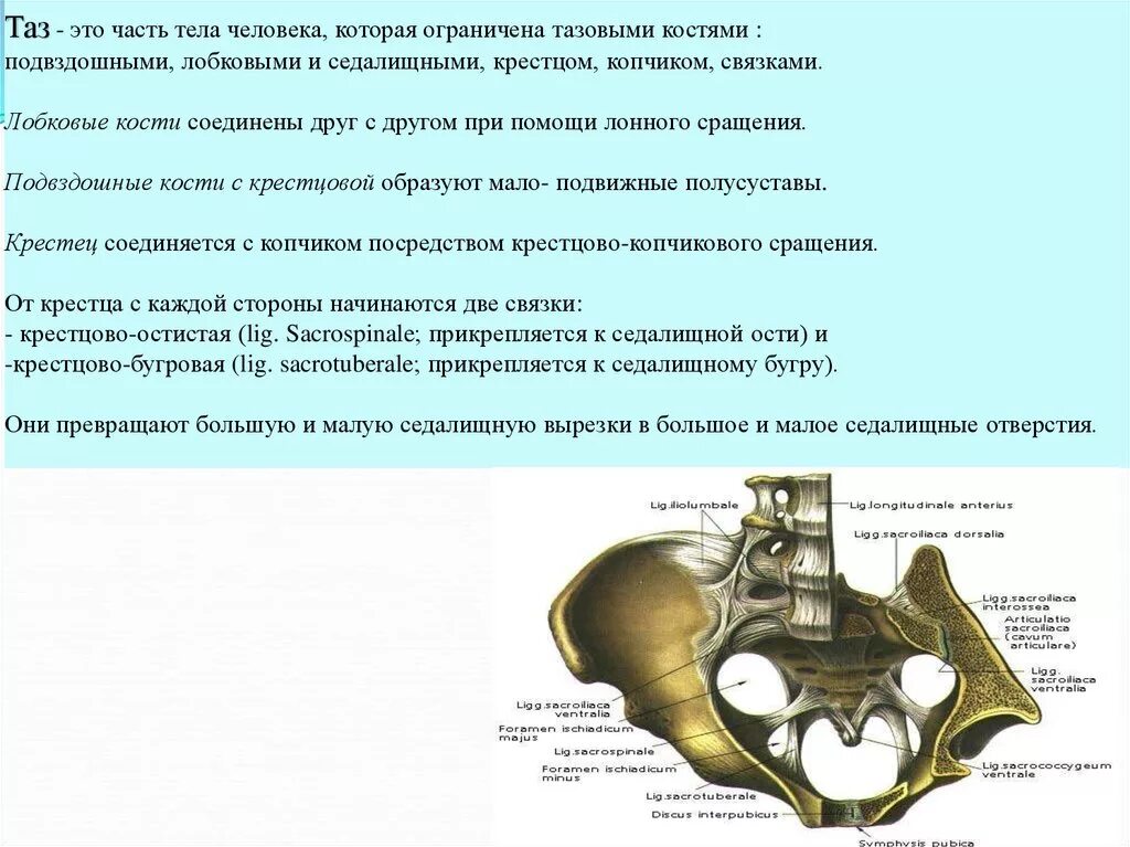 Образование подвздошной кости. Кости таза топографическая анатомия. Большое седалищное отверстие и Малое седалищное отверстие. Таз анатомия седалищное отверстие. Малое отверстие седалищное отверстие.