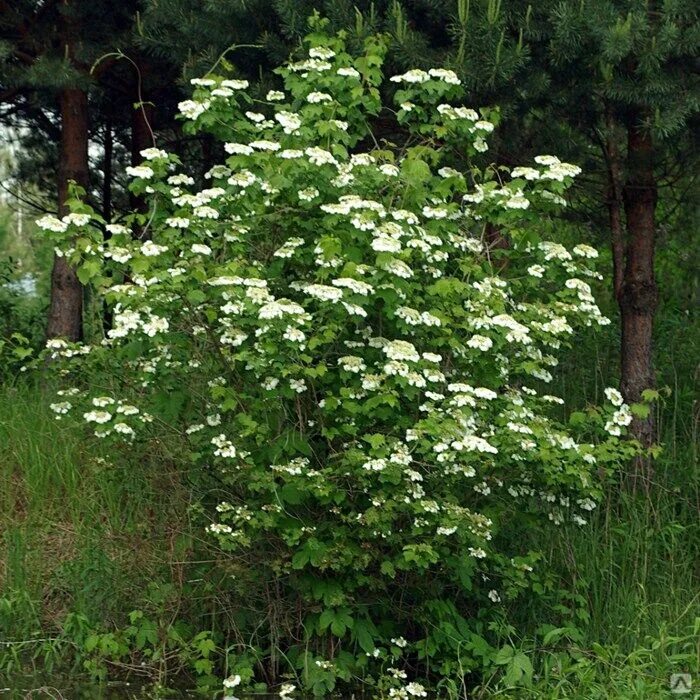 Семена Калина гордовина (Viburnum lantana), 30 штук купить в интернет-магазине