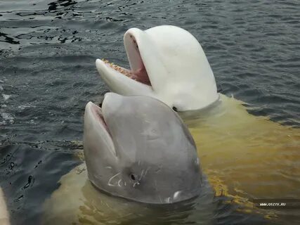 Животные белого моря