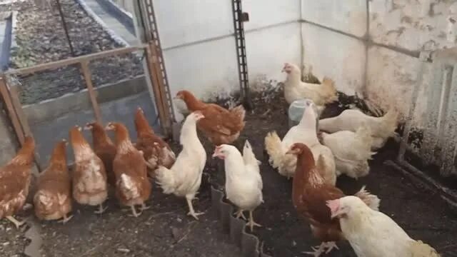 Куры молодки липецк. Куры ломан браун. куры ломан браун белые. курица ломан браун , ломан уайт , коралл. куры несушки ломан браун белые.
