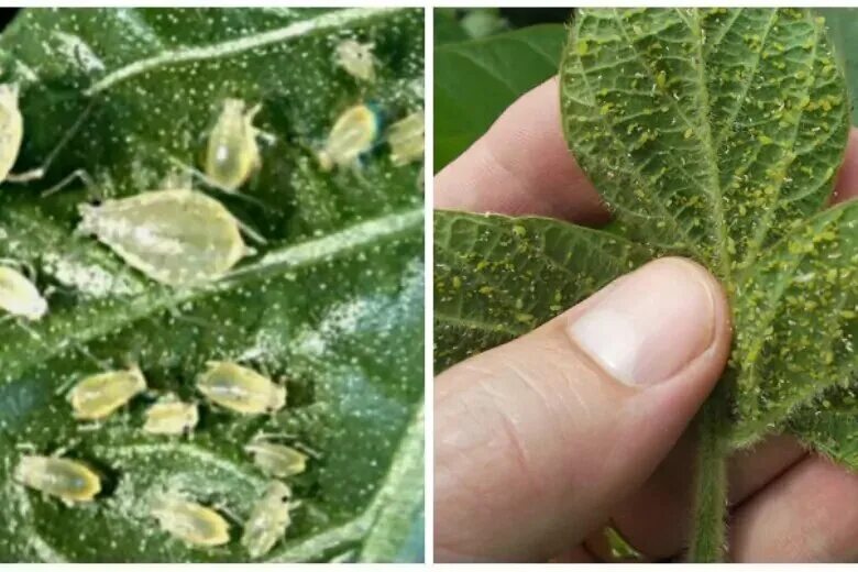 leaves - What are these bugs and spots on my Chilli Plant - Gardening & Landscap
