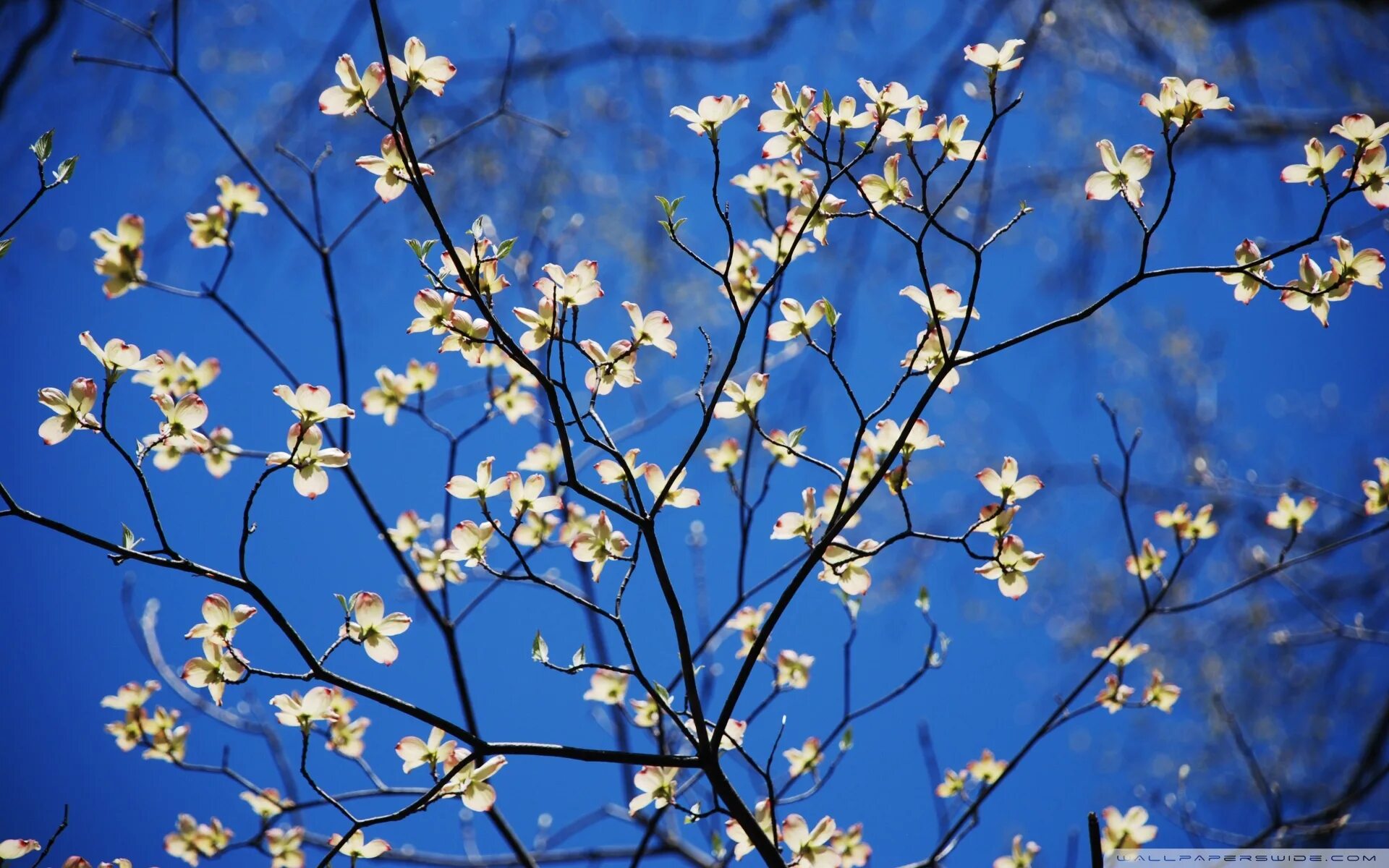 Blossom вк. Цветущие деревья. Весеннее дерево.