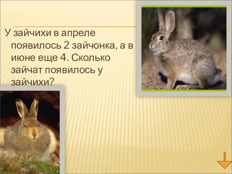 Зайчик зайчик сколько время. Зайчик зайчик сколько время. Сколько зайчиков на картинке. Цифра 1 с зайкой. Зайчик зайчик сколько время.