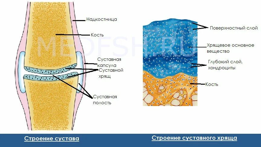 Суставный хрящ какая ткань. Строение сустава синовиальная жидкость. Строение сустава гиалиновый хрящ. Суставный хрящ строение. Строение межсуставного хряща.