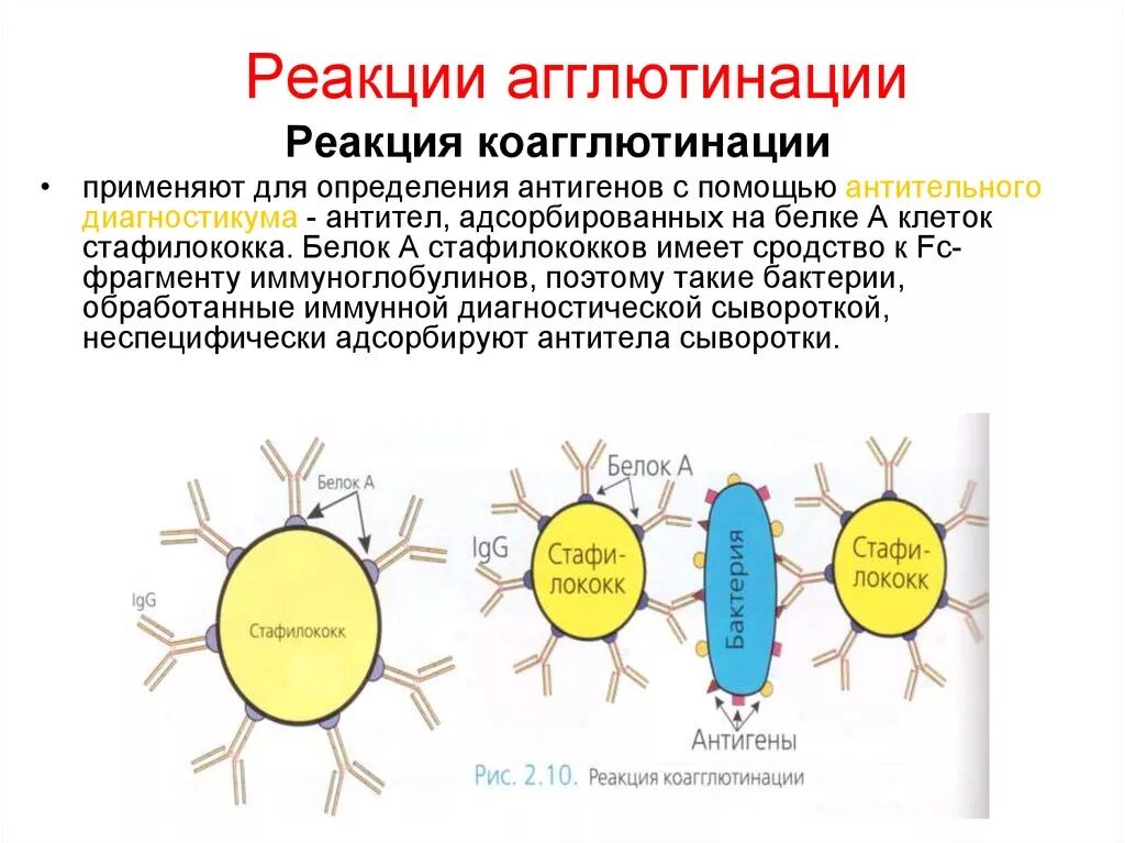 Реакция агглютинации антиген