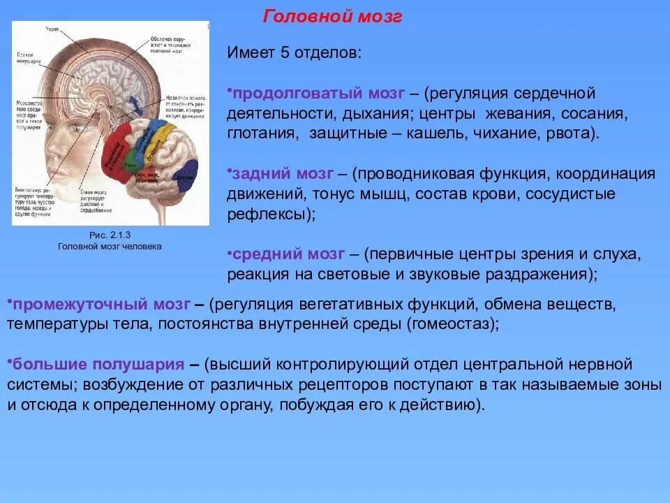 Центры регуляции головного мозга. Отделы головного мозга и центры регуляции. Отдел мозга отвечающий за дыхание. ЦЕНТРВ ренуояции могза. Кашлевой рефлекс какой отдел мозга