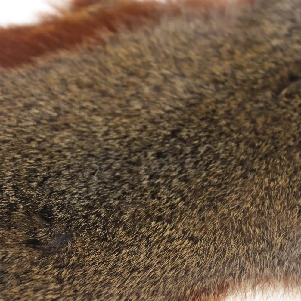 Беличья шуба. Белка мех картинки. Беличий мех. Мех белки. Шуба из белки.