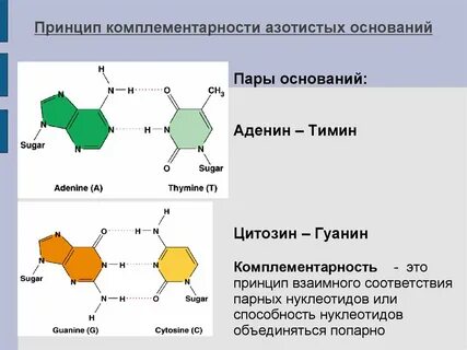 Число водородных связей между аденином и тимином