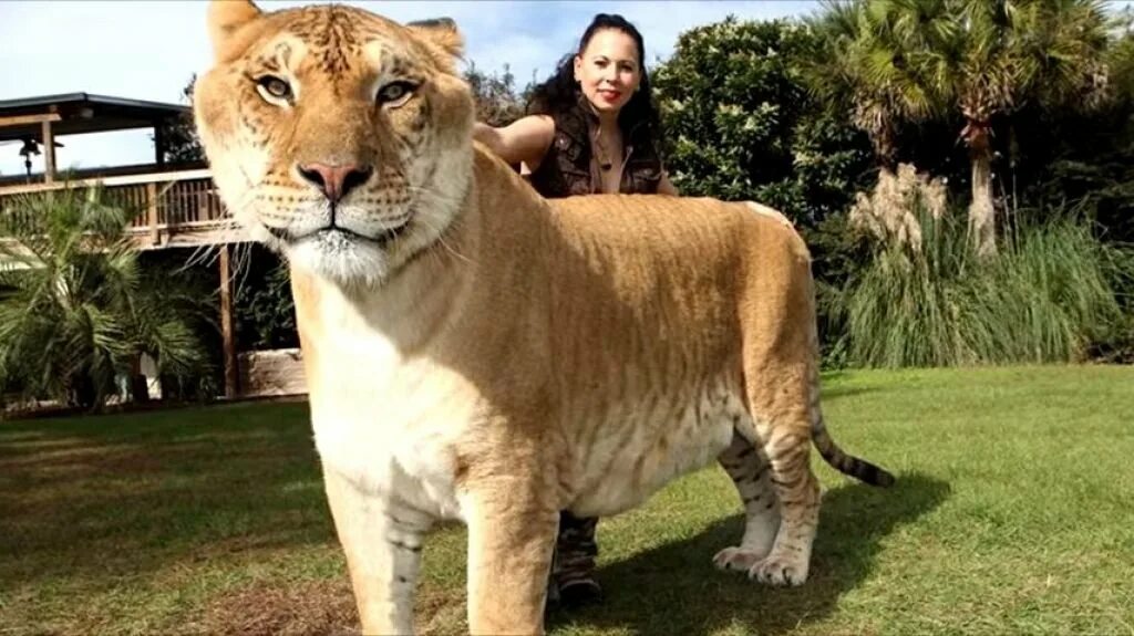 Самый большой лигр в мире геркулес. Огромный зверь. Стал одним из самых крупных. Самый большой бык в мире донетто. Шароле порода быков.