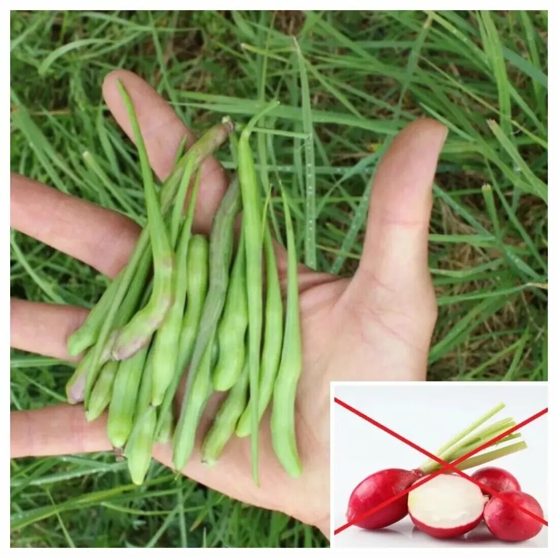 стручковая фасоль длинная. нужно стряхнуть семена из четырех пяти стручков. 1 подсолнечник пр63а90 f1 (15шт) престиж/10. сибсад горох вкусный стручок. горох сахарный 5г бп.