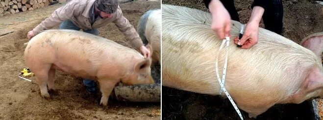 Средний вес поросенка на забой. Средний вес свиньи. Живой вес свиньи. Измерение свиней. Оценка свиней