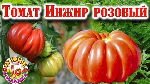 Томат инжир описание