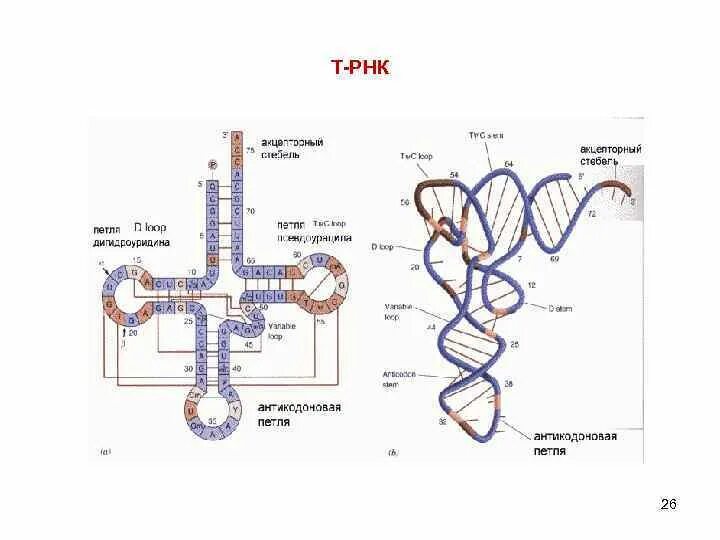 Вторичная структура ТРНК представляет собой. Схема строения РНК. Вторичная структура РНК. Адапторная функция ТРНК.