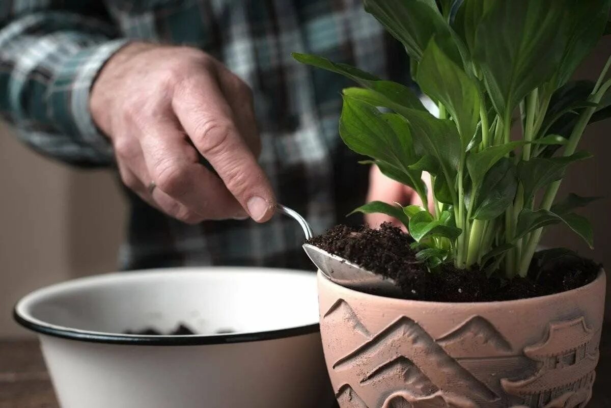 Какие комнатные цветы какую любят почву. Пересаживание спатифиллума. цветок спатифиллум пересадка. черенкование спатифиллума. комнатные цветы спатифиллум пересадка.