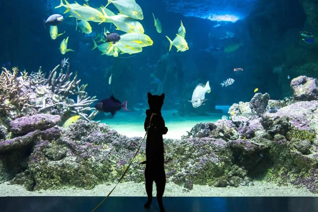 Снится аквариум с рыбками женщине. Сиднейский аквариум Сидней. Кот в океанариуме. Рыбки в океанариуме. Кошачий аквариум.