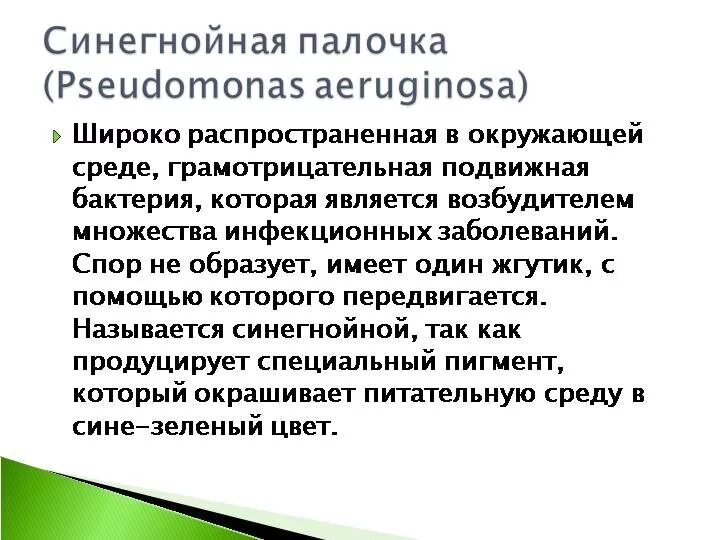 Пути передачи при синегнойной инфекции. Специфическая терапия синегнойной палочки. Инфекции вызванные синегнойной палочкой. Синегнойная инфекция пути передачи. Синегнойные пути передачи.