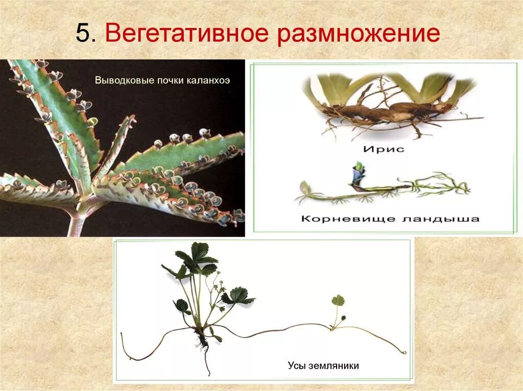 Как называется размножение почками. Вегетативное размножение выводковыми почками. вегетативное размножение каланхоэ. вегетативное размножение выводковыми почками на листьях. выводковые почки каланхоэ.